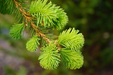 Kliknij na zdjęcie, żeby zobaczyć w pełnych wymiarach