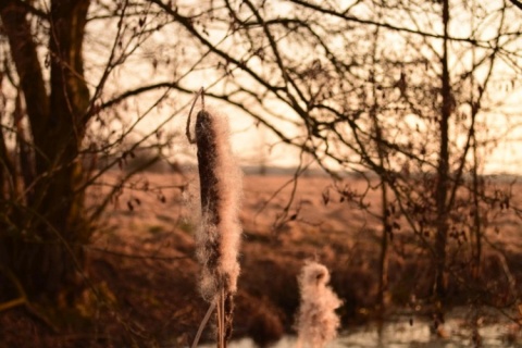 Kliknij na zdjęcie, żeby zobaczyć w pełnych wymiarach