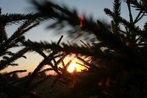 Kliknij na zdjęcie, żeby zobaczyć w pełnych wymiarach