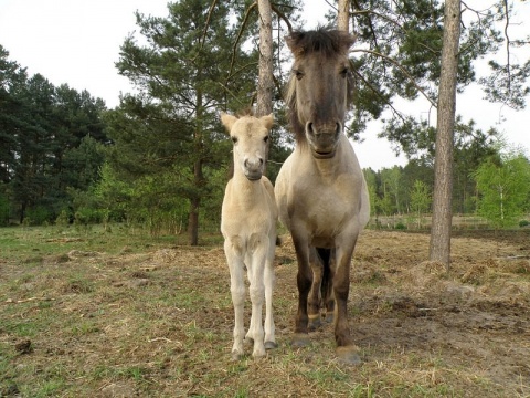 Kliknij na zdjęcie, żeby zobaczyć w pełnych wymiarach