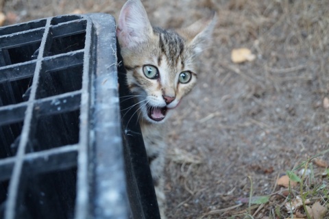 Kliknij na zdjęcie, żeby zobaczyć w pełnych wymiarach