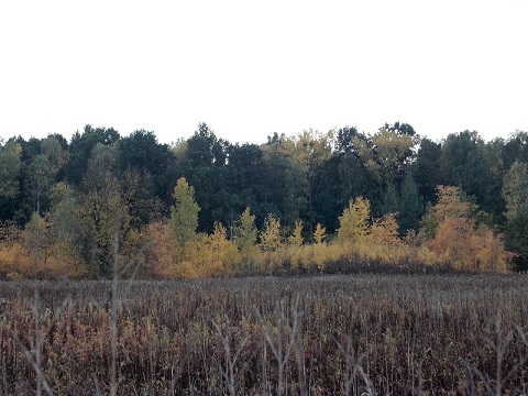 Kliknij na zdjęcie, żeby zobaczyć w pełnych wymiarach