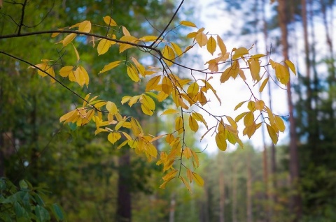 Kliknij na zdjęcie, żeby zobaczyć w pełnych wymiarach