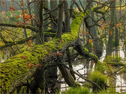 Kliknij na zdjęcie, żeby zobaczyć w pełnych wymiarach