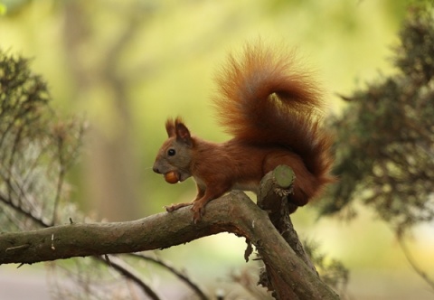 Kliknij na zdjęcie, żeby zobaczyć w pełnych wymiarach