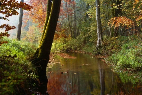 Kliknij na zdjęcie, żeby zobaczyć w pełnych wymiarach