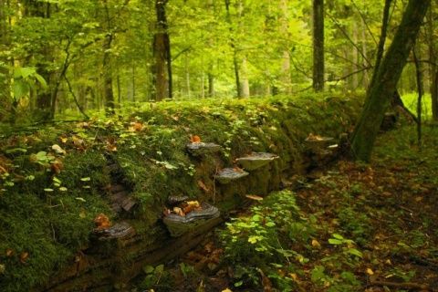 Kliknij na zdjęcie, żeby zobaczyć w pełnych wymiarach