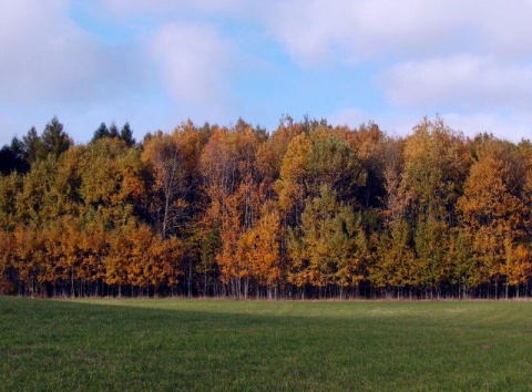 Kliknij na zdjęcie, żeby zobaczyć w pełnych wymiarach