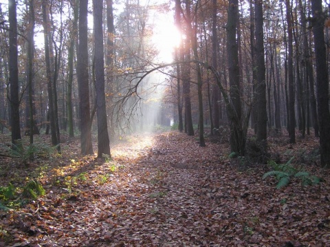 Kliknij na zdjęcie, żeby zobaczyć w pełnych wymiarach