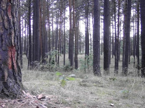 Kliknij na zdjęcie, żeby zobaczyć w pełnych wymiarach