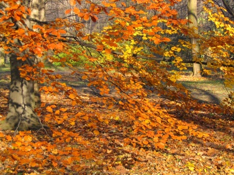 Kliknij na zdjęcie, żeby zobaczyć w pełnych wymiarach
