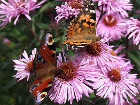 Kliknij na zdjęcie, żeby zobaczyć w pełnych wymiarach