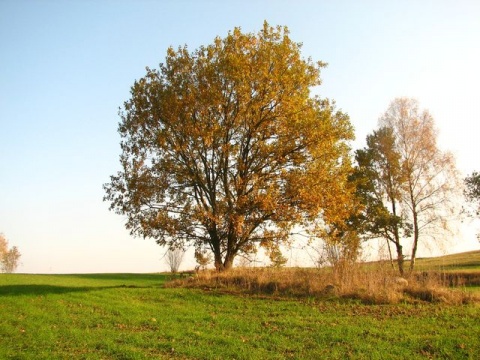 Kliknij na zdjęcie, żeby zobaczyć w pełnych wymiarach