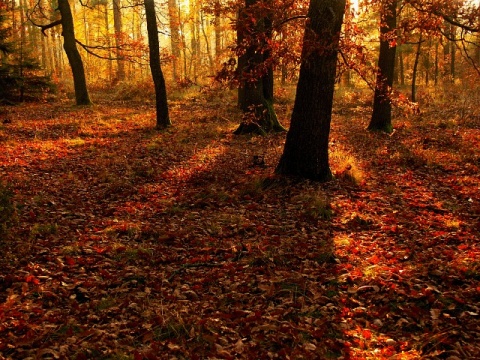 Kliknij na zdjęcie, żeby zobaczyć w pełnych wymiarach