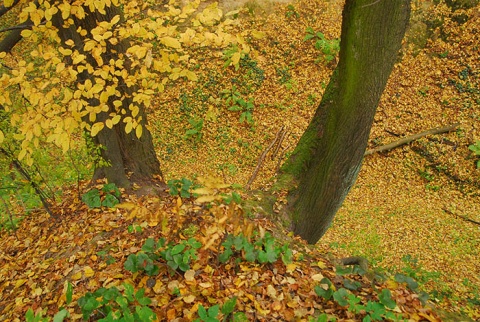 Kliknij na zdjęcie, żeby zobaczyć w pełnych wymiarach