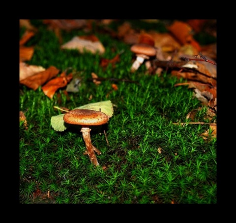 Kliknij na zdjęcie, żeby zobaczyć w pełnych wymiarach