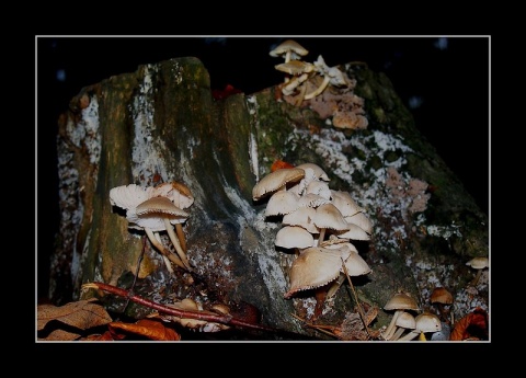 Kliknij na zdjęcie, żeby zobaczyć w pełnych wymiarach