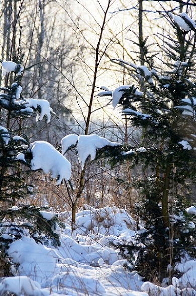Kliknij na zdjęcie, żeby zobaczyć w pełnych wymiarach