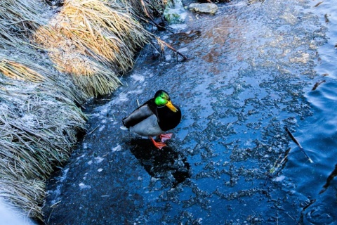 Kliknij na zdjęcie, żeby zobaczyć w pełnych wymiarach