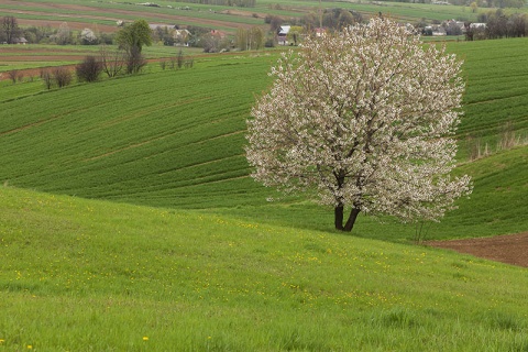 Kliknij na zdjęcie, żeby zobaczyć w pełnych wymiarach