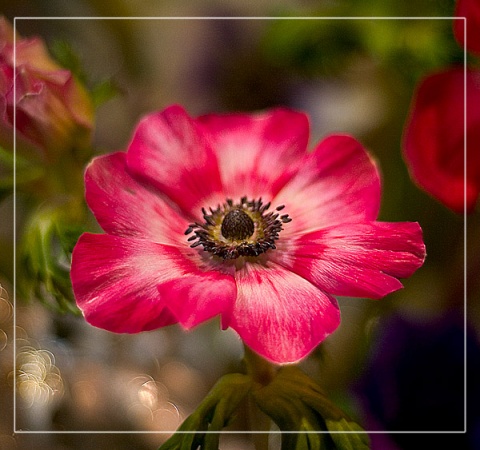 Kliknij na zdjęcie, żeby zobaczyć w pełnych wymiarach