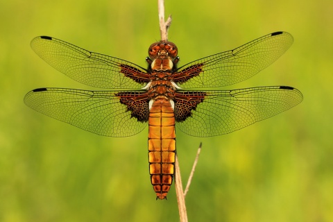 Kliknij na zdjęcie, żeby zobaczyć w pełnych wymiarach