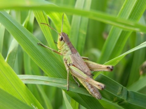 Kliknij na zdjęcie, żeby zobaczyć w pełnych wymiarach
