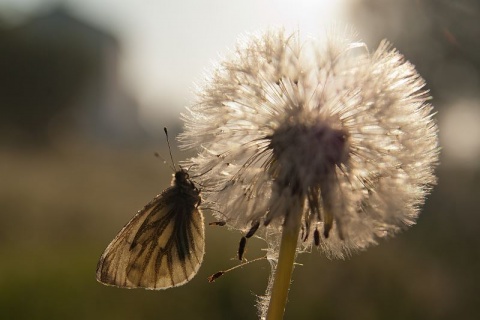 Kliknij na zdjęcie, żeby zobaczyć w pełnych wymiarach