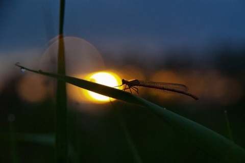 Kliknij na zdjęcie, żeby zobaczyć w pełnych wymiarach