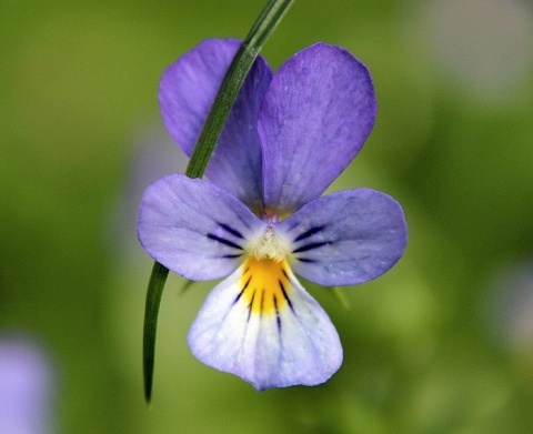 Kliknij na zdjęcie, żeby zobaczyć w pełnych wymiarach