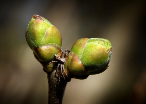 Kliknij na zdjęcie, żeby zobaczyć w pełnych wymiarach