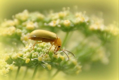 Kliknij na zdjęcie, żeby zobaczyć w pełnych wymiarach