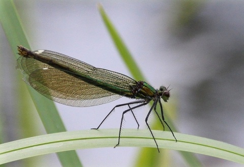 Kliknij na zdjęcie, żeby zobaczyć w pełnych wymiarach