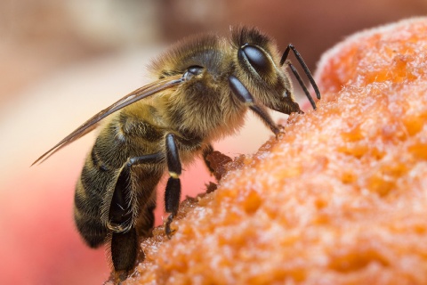 Kliknij na zdjęcie, żeby zobaczyć w pełnych wymiarach