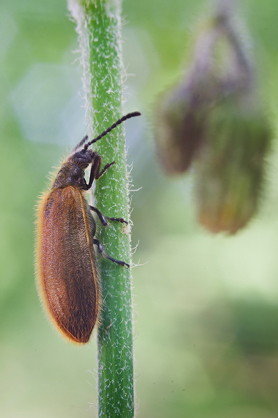 Kliknij na zdjęcie, żeby zobaczyć w pełnych wymiarach