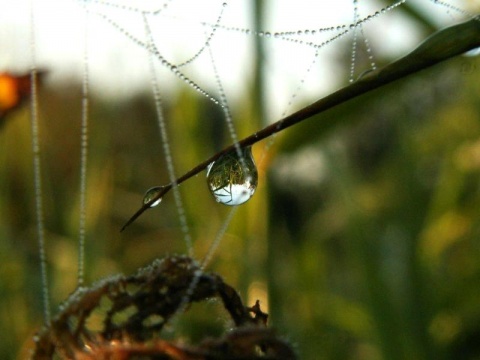 Kliknij na zdjęcie, żeby zobaczyć w pełnych wymiarach
