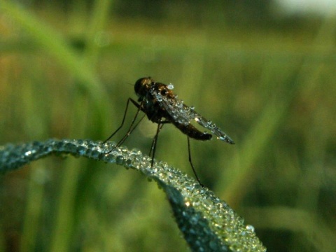 Kliknij na zdjęcie, żeby zobaczyć w pełnych wymiarach