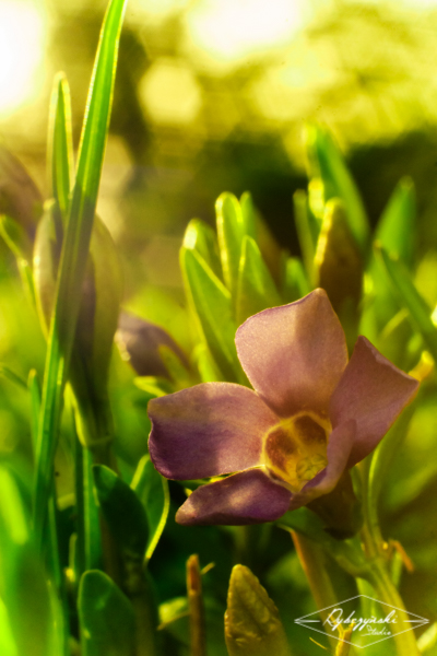 Kliknij na zdjęcie, żeby zobaczyć w pełnych wymiarach
