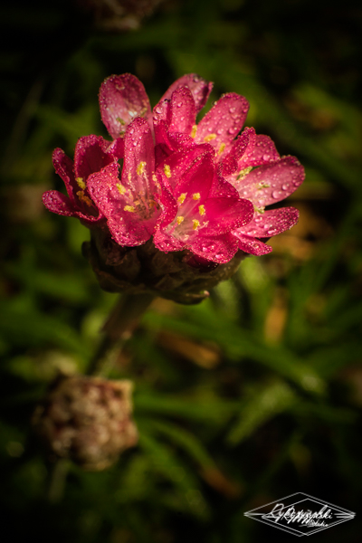 Kliknij na zdjęcie, żeby zobaczyć w pełnych wymiarach