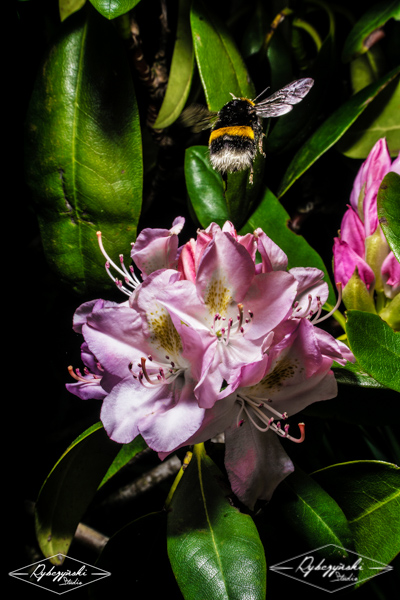 Kliknij na zdjęcie, żeby zobaczyć w pełnych wymiarach