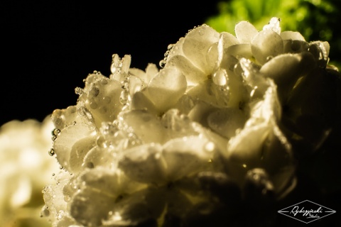 Kliknij na zdjęcie, żeby zobaczyć w pełnych wymiarach