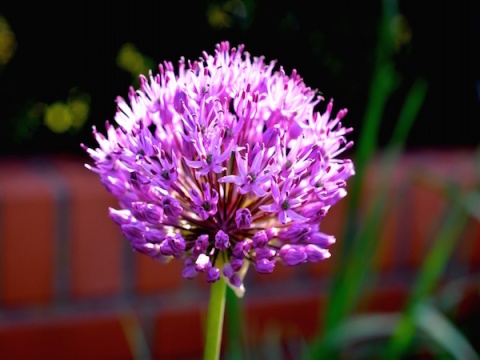 Kliknij na zdjęcie, żeby zobaczyć w pełnych wymiarach