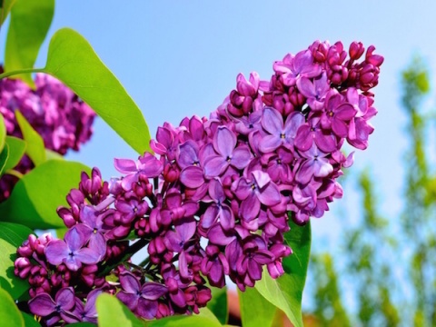 Kliknij na zdjęcie, żeby zobaczyć w pełnych wymiarach