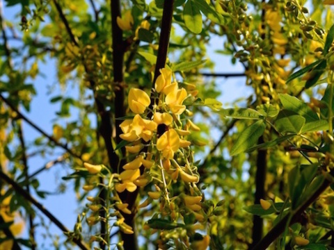 Kliknij na zdjęcie, żeby zobaczyć w pełnych wymiarach