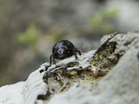 Kliknij na zdjęcie, żeby zobaczyć w pełnych wymiarach