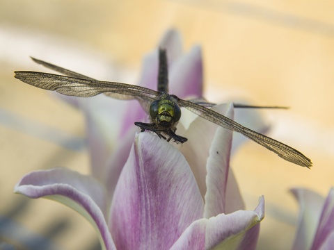 Kliknij na zdjęcie, żeby zobaczyć w pełnych wymiarach