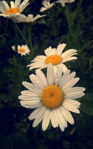 Kliknij na zdjęcie, żeby zobaczyć w pełnych wymiarach