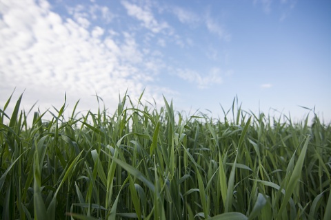 Kliknij na zdjęcie, żeby zobaczyć w pełnych wymiarach