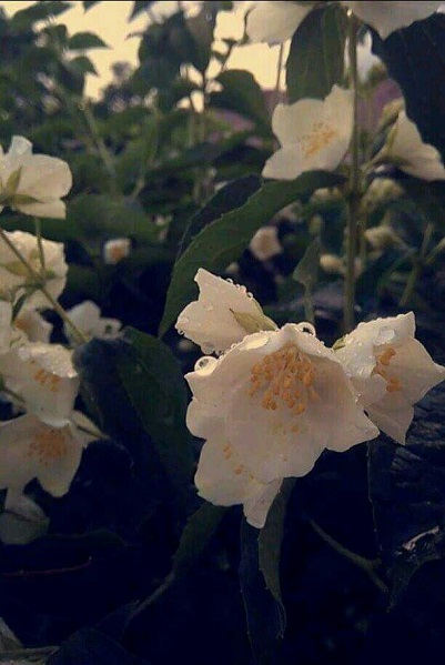 Kliknij na zdjęcie, żeby zobaczyć w pełnych wymiarach