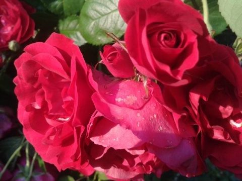 Kliknij na zdjęcie, żeby zobaczyć w pełnych wymiarach